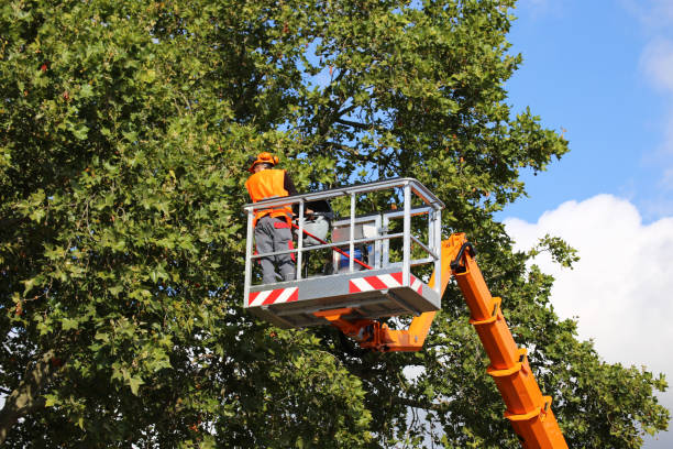 How Our Tree Care Process Works  in  World Golf Village, FL